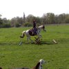 Pferde Training